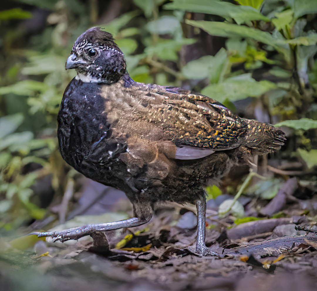 image Black-breasted Wood-Quail